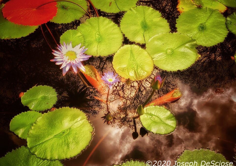 Lily pond #garden #aquaticplants #watergarden #water #reflection #lilypads #lotus #inspiration #contemplation #meditation #fineartphotography #alabama