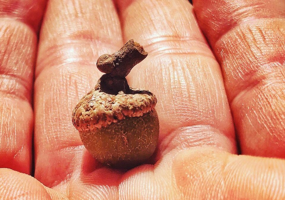 The whole world in my hand #acorn #seed #potential #naturephotography #fineartphotography #alabama #fingerprints #inspiration #contemplation #holding-life #life